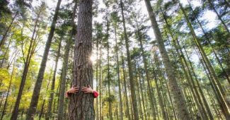 Certification FSC® : explication et exigences