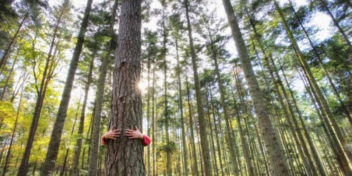 Certification FSC® : explication et exigences