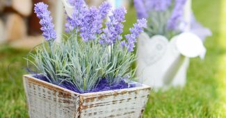 Top 8 des plantes d'extérieur sans entretien