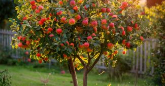 Pommier d'ornement : comment le choisir et l'entretenir pour embellir votre jardin ?