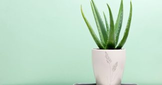 Où placer un aloe vera dans la maison pour maximiser ses bienfaits ?