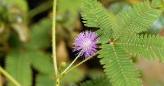 Peut-on planter un mimosa près d'une maison ?