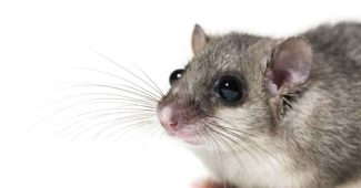 Que mange un loir dans les combles d'une maison ?