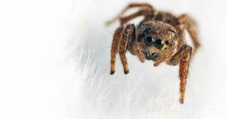 Quelle est la durée de vie d'une araignée de maison ?