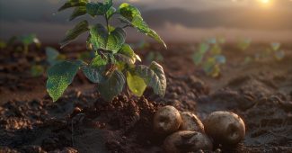 Comment planter des pommes de terre efficacement : astuces pour une récolte abondante
