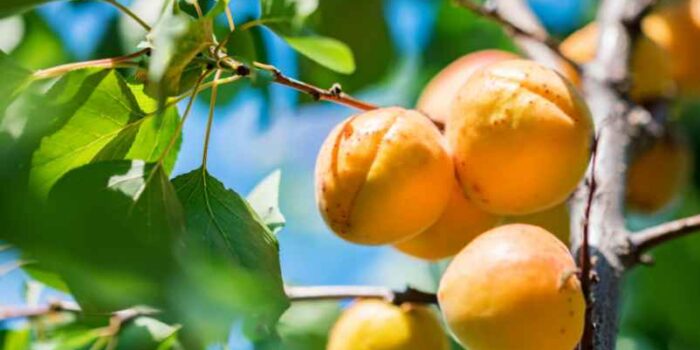 Quand et comment tailler un jeune abricotier : conseils pour une croissance optimale