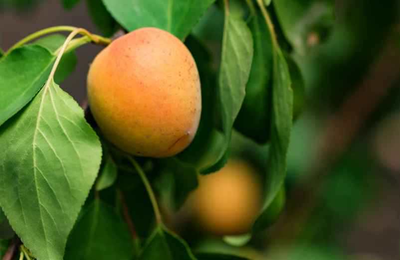 Tailler un abricotier