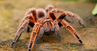 Araignée rouge dans la maison : comment s’en débarrasser naturellement ?