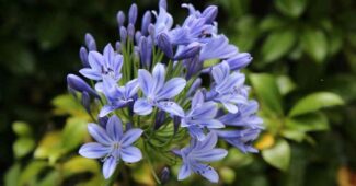 Faut-il couper les feuilles des agapanthes avant l’hiver ? Conseils pour les protéger