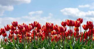 Quand planter les bulbes de tulipes pour une floraison parfaite ?