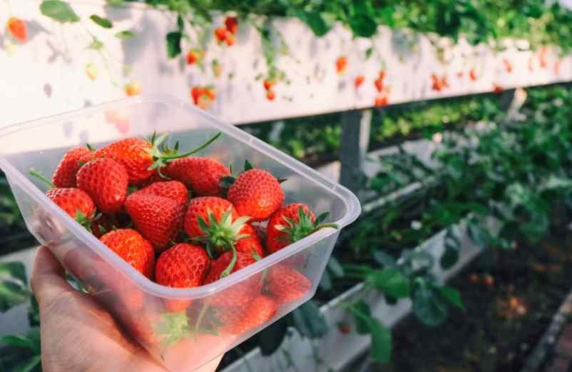 Le paillage et l’entretien ChoiceDek