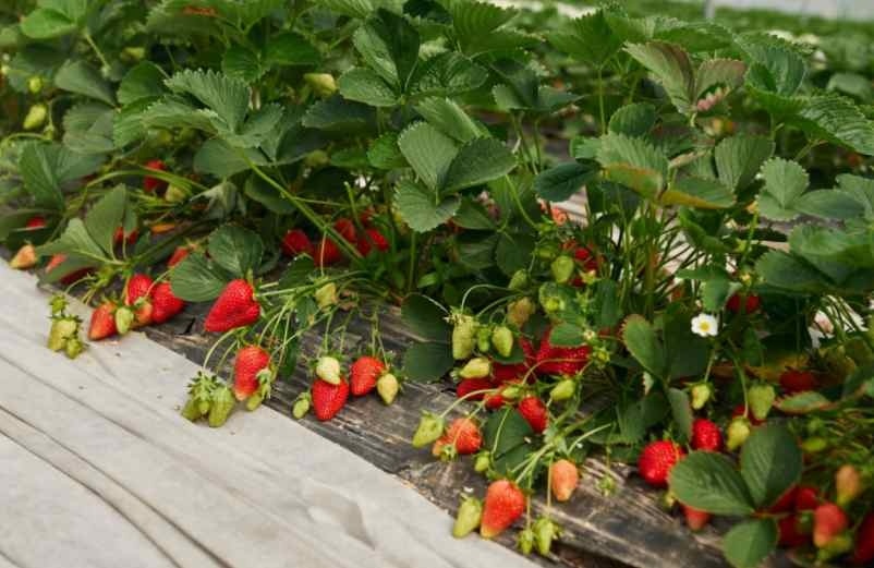 Quand faut-il planter les fraisiers au printemps ? ChoiceDek