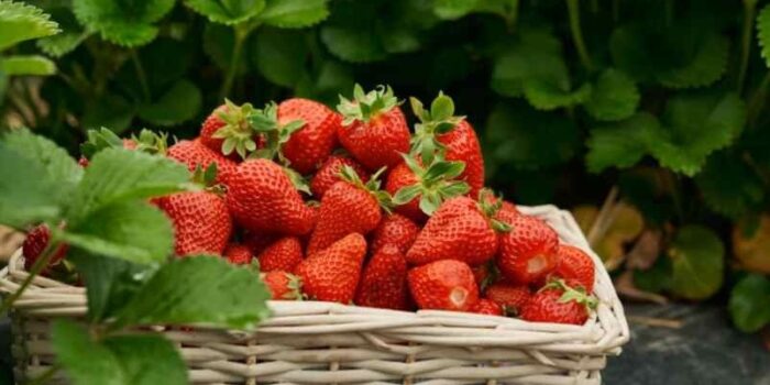 Quand planter les fraisiers au printemps pour avoir de gros fruits ? ChoiceDek
