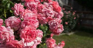 Comment tailler les rosiers après la floraison pour les garder en forme ?-ChoiceDek