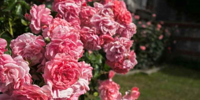 Comment tailler les rosiers après la floraison pour les garder en forme ?-ChoiceDek