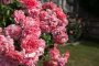 Comment tailler les rosiers après la floraison pour les garder en forme ?-ChoiceDek