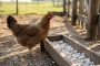 Les poules ne mangent pas ce que tout le monde leur donne en été : ce déchet de cuisine qu'elles adorent double leur ponte...
