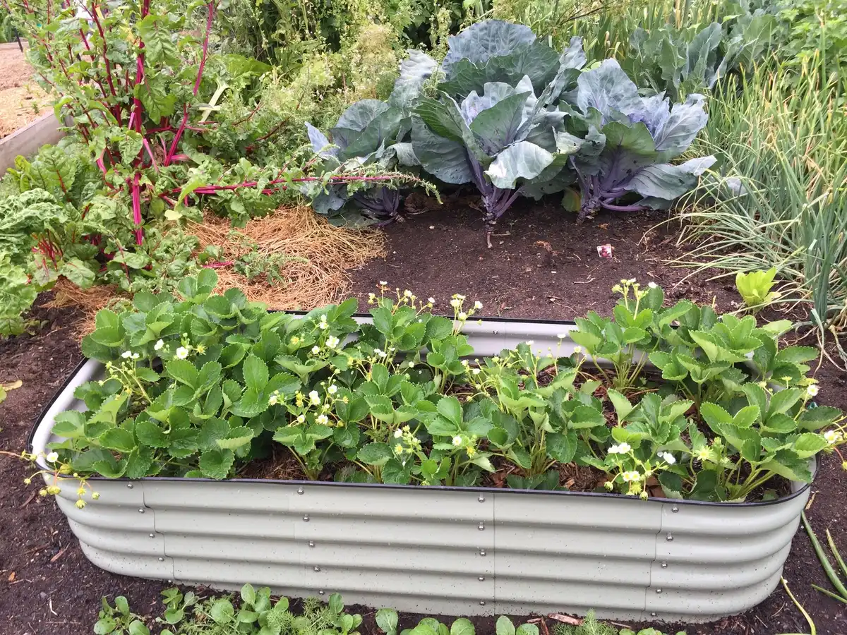 Carrés potagers surélevés structurés avec légumes à feuillage et aromates