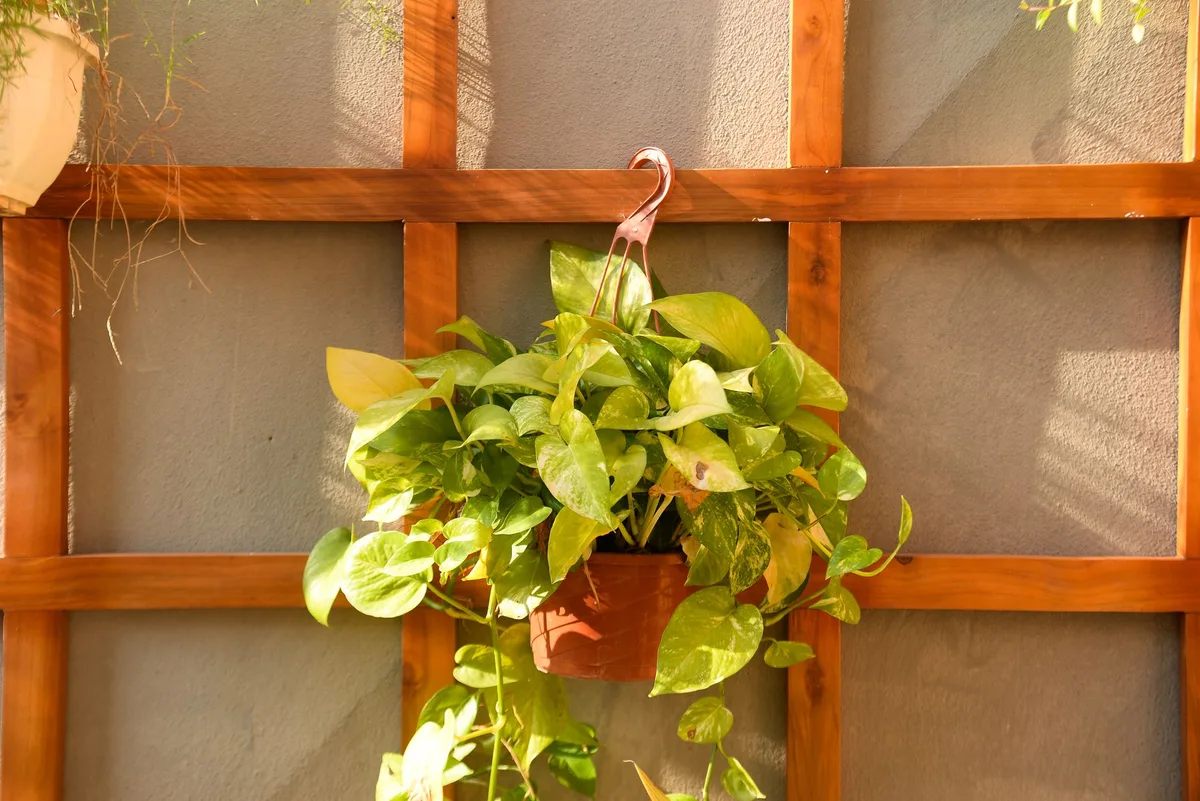 Potager vertical avec plantes grimpantes et mini-serre sur une petite terrasse
