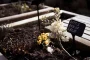 Carrés potagers surélevés et plantes aromatiques disposés harmonieusement sur une terrasse ensoleillée