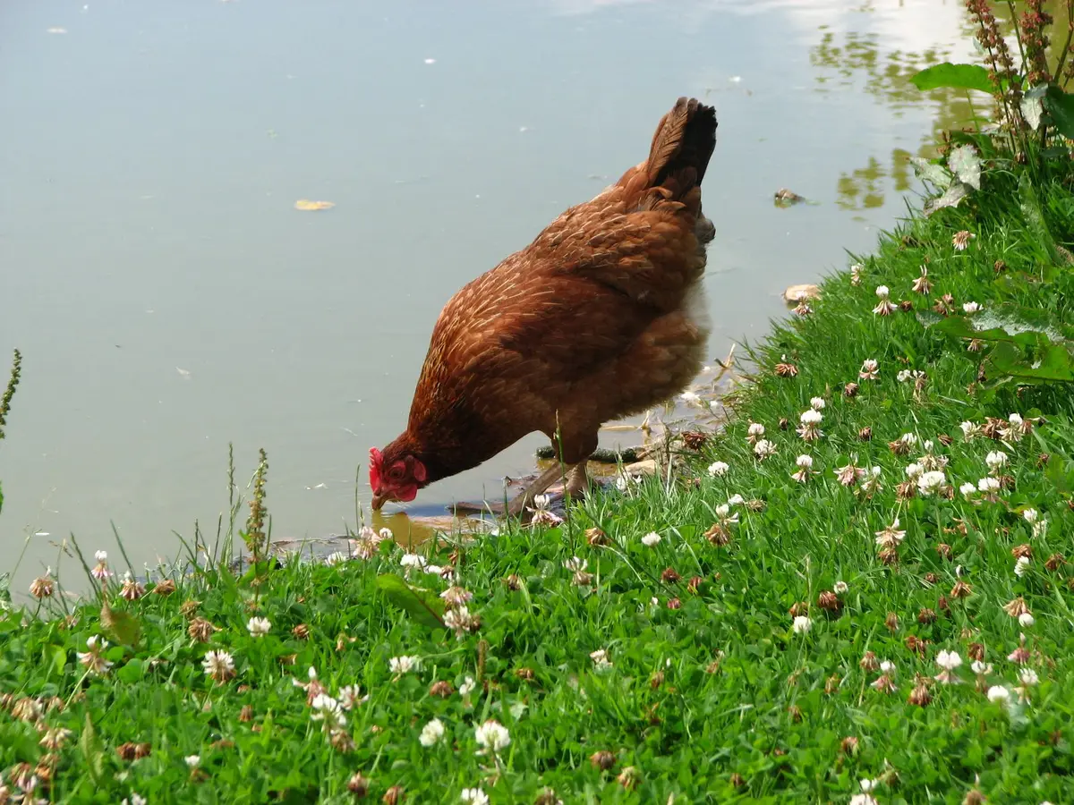 Poule buvant de l'eau fraîche par temps chaud en été