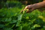 Comment mon voisin garde ses plantes vertes à 36°C sans arroser ?