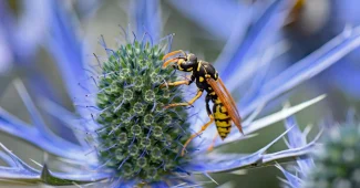 Piège à frelons fait maison avec une bouteille en plastique remplie de liquide, suspendu dans un jardin d'été.