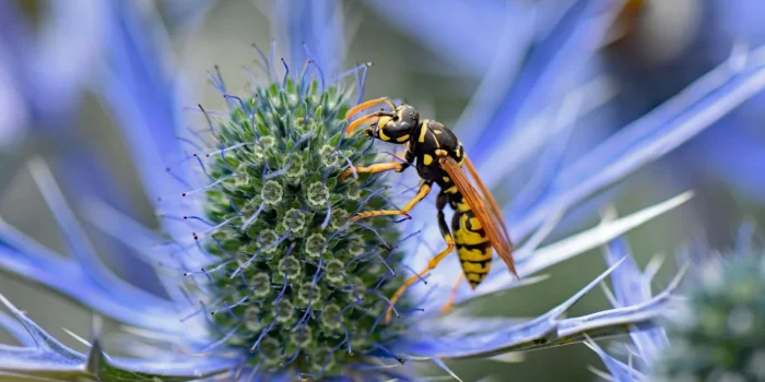 Piège à frelons fait maison avec une bouteille en plastique remplie de liquide, suspendu dans un jardin d'été.
