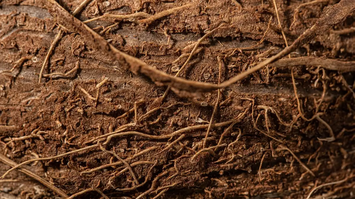 Larve de taupin dans le sol à proximité de racines endommagées