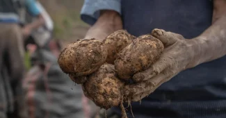 Mains enterrant des épluchures de pommes de terre dans un sol de potager humide