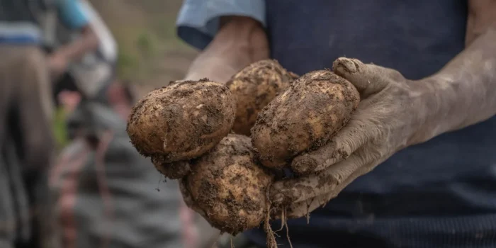 Mains enterrant des épluchures de pommes de terre dans un sol de potager humide