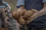 Mains enterrant des épluchures de pommes de terre dans un sol de potager humide