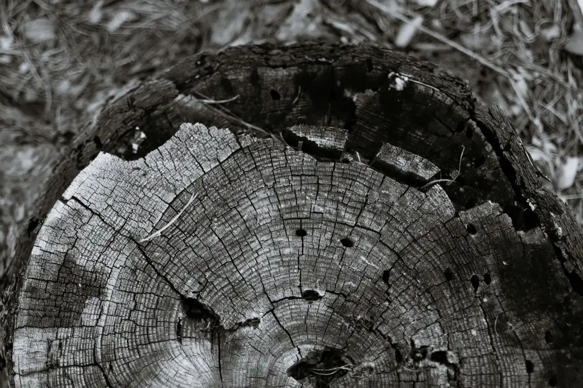 Photographies datées montrant les signes visibles de danger : fissures, branches cassées et inclinaison d'un arbre
