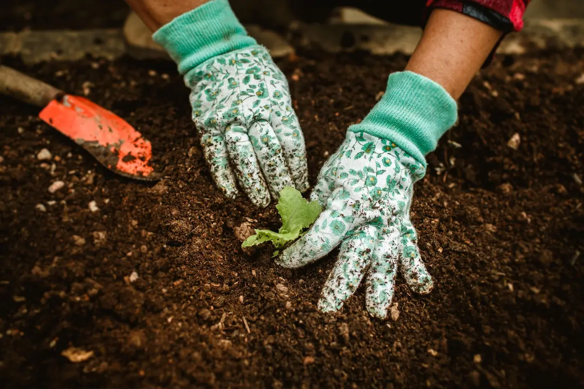 Replantation progressive d'un verger avec jeunes arbres et préparation du sol