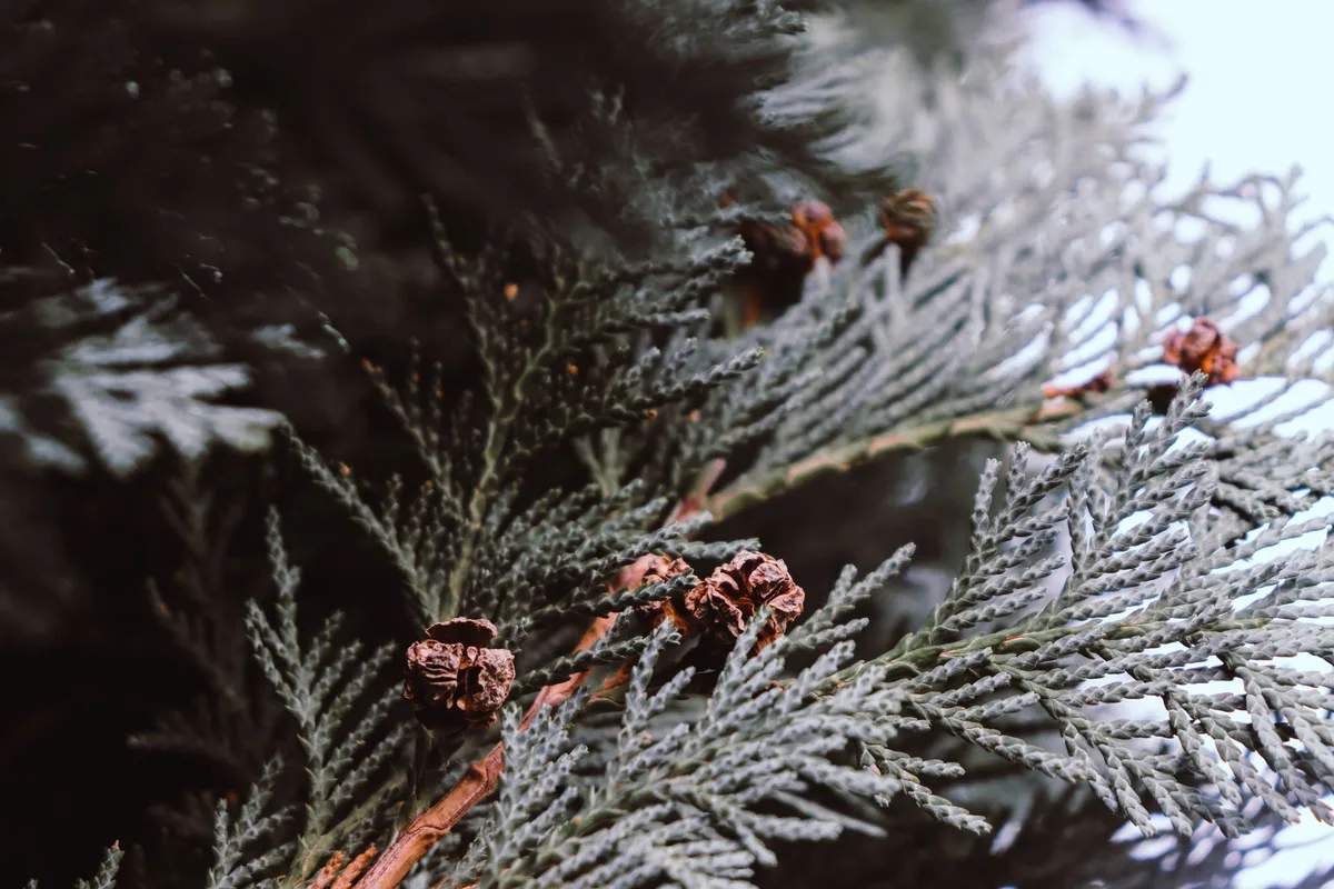 Branches de thuya et cyprès montrant la densité des rameaux résineux