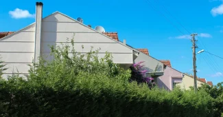 Une haie dense mal entretenue avec du bois mort à la base près d'une maison