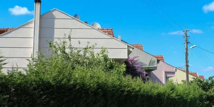Une haie dense mal entretenue avec du bois mort à la base près d'une maison