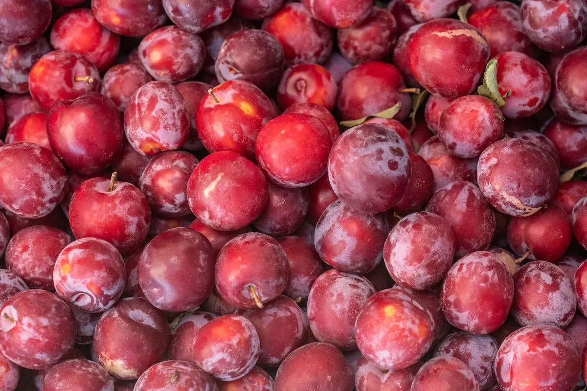 Fruits ovoïdes du tamarillo en différentes teintes de rouge et pourpre