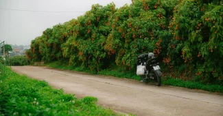 Fruits rouges-orangés du tamarillo mûrs sur une branche verte au soleil