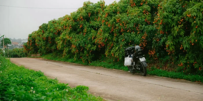 Fruits rouges-orangés du tamarillo mûrs sur une branche verte au soleil