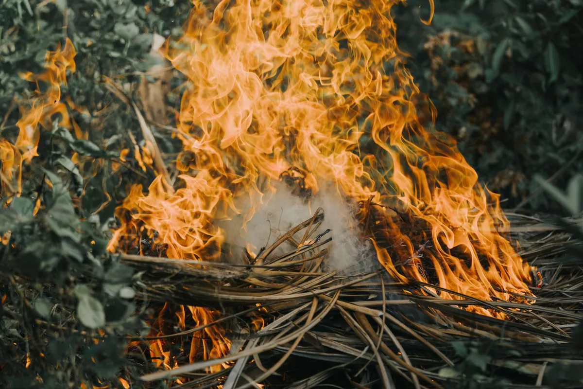 Flammes se propageant rapidement à travers une forêt dense et sèche