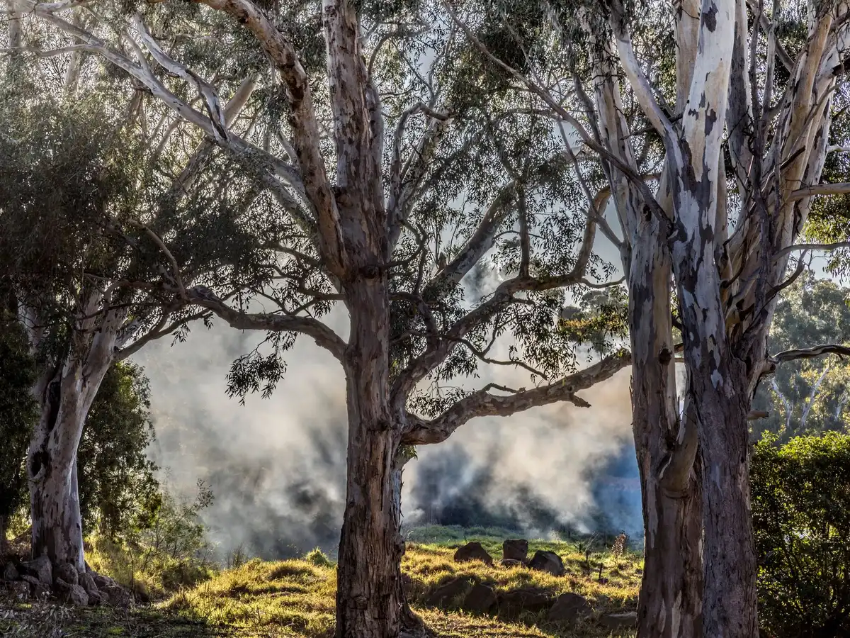 Zones de ruptures d'essences et coupe-feu dans une forêt mixte