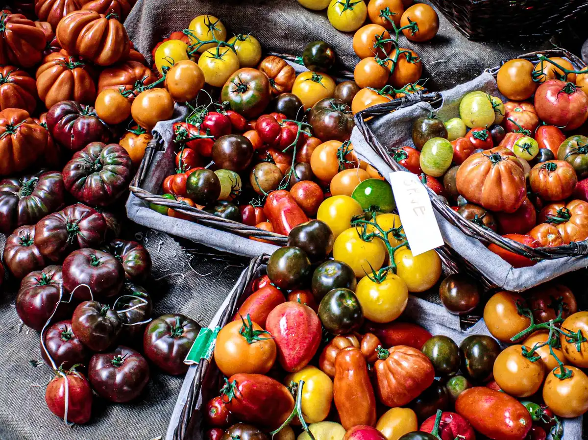 Variétés de tomates adaptées à la chaleur : plants vigoureux avec fruits en grappes