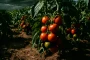 Quelles tomates semer en canicule à la place du cœur de bœuf ?