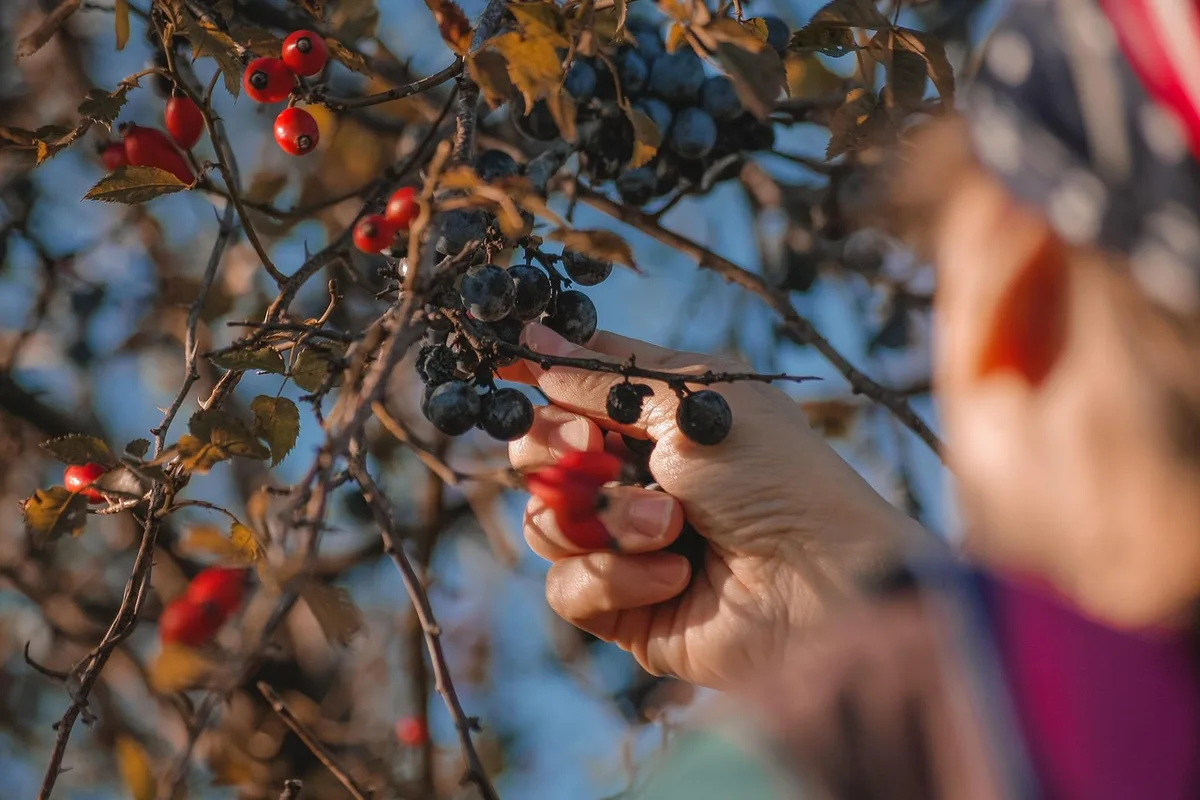 Personne tentant de cueillir des fruits sur une branche d'arbre sans autorisation
