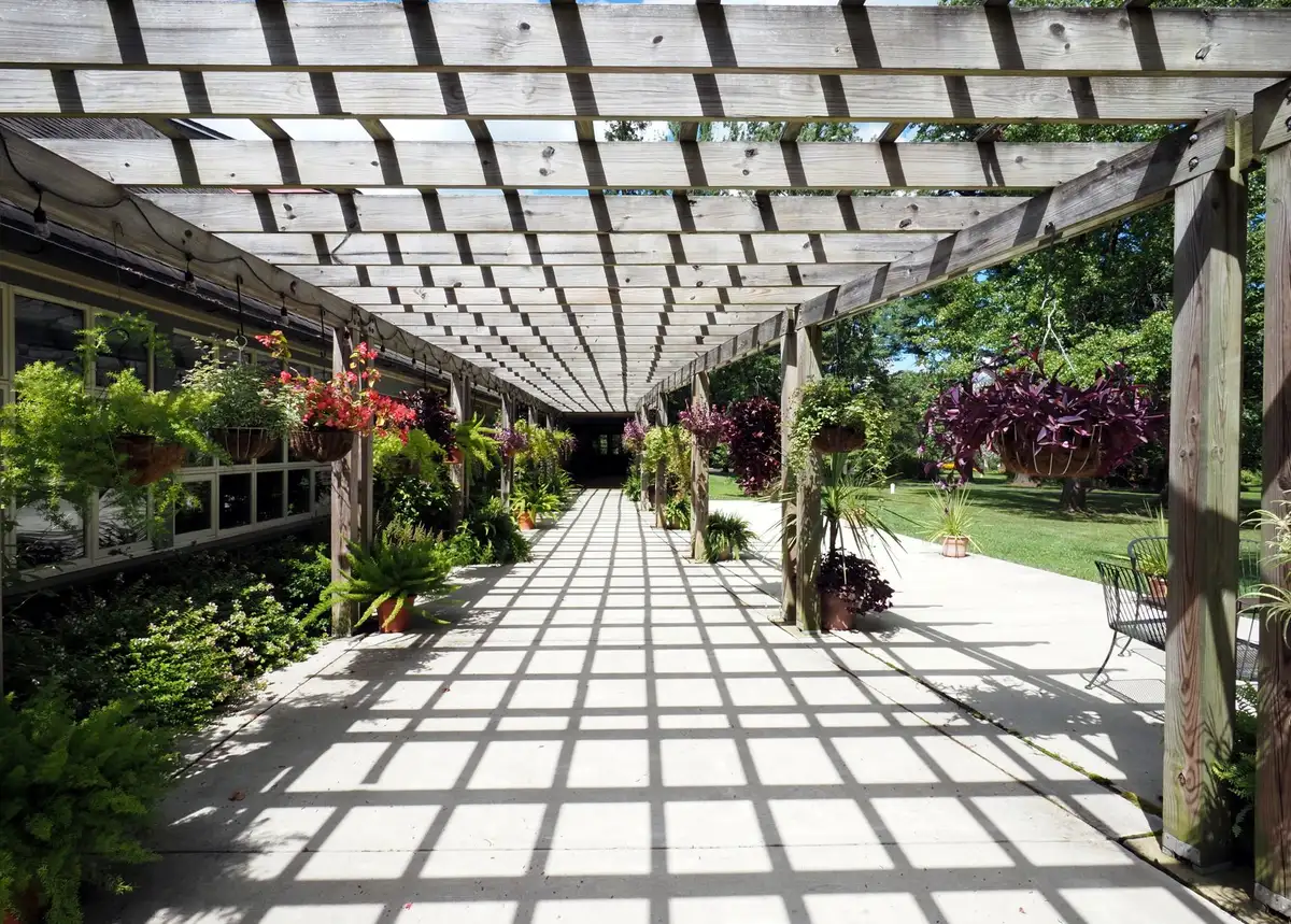 Plantes grimpantes sur une pergola créant une ombre naturelle et verte