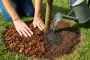 Arroser les arbres en automne : faut-il le faire et comment