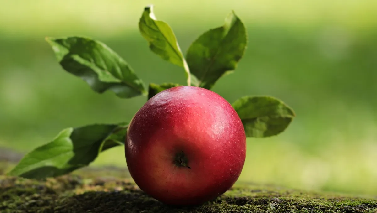 Personne triant et emballant des pommes dans du papier journal avant stockage