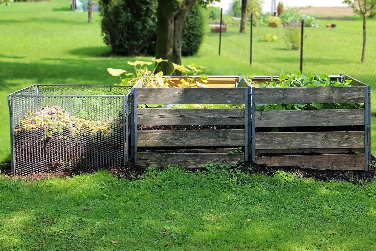 Compost frais étalé autour d'un plant de fraisier pour enrichir le sol