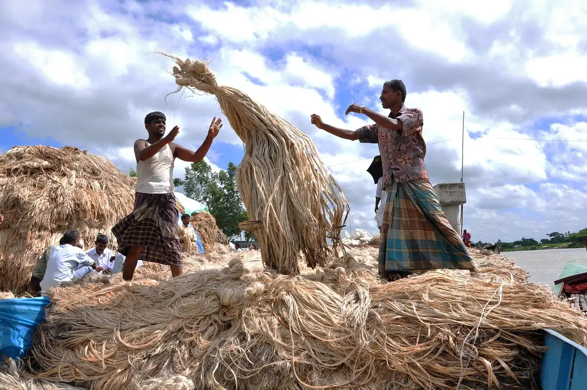 Pose d'une bande de jute autour du tronc d'un jeune arbre